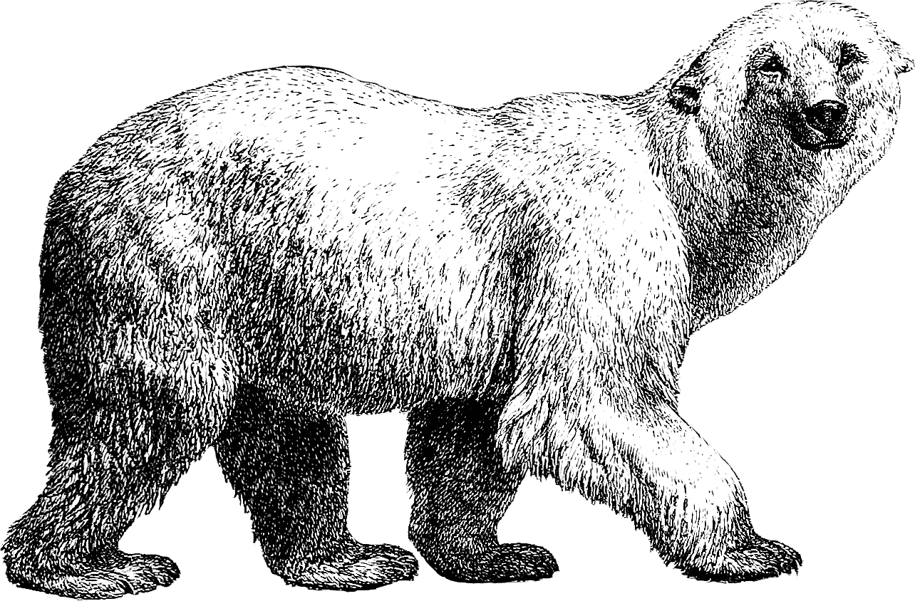Polar bear